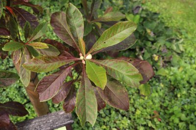 Franklinia alatamaha - franklinie americká - listy